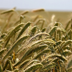 field-196173_640